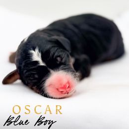 OSCAR - Tri-color male Bernedoodle puppy in Tipton, Indiana from Country Creek Doodles