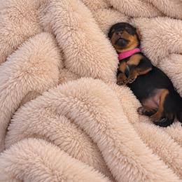 Miss Lausanne - Blue and gold female Yorkshire Terrier puppy in Queens, New York from The Dior Line