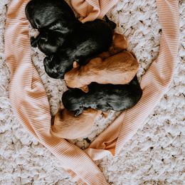 Cavalier King Charles Spaniels and Cavapoos from Small Town Cavaliers