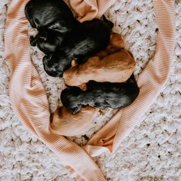 Cavalier King Charles Spaniels and Cavapoos from Small Town Cavaliers
