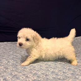 Teddy-(Milo)-Green Collar - White male Bichon Frise puppy in East Carondelet, (St Louis Metropolitan Area), Illinois from BichonSTL