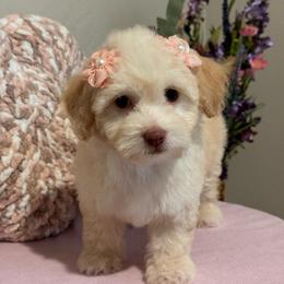 Dory - Cream female Maltipoo puppy in Bakersfield, California from Silvia's Maltipoos