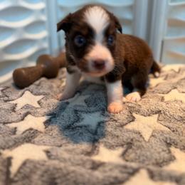 Red girl - Red tri-color female Miniature American Shepherd puppy in Osco, Illinois from Sonnenhügel Kennel, LLC