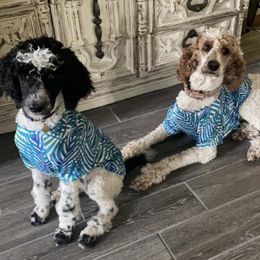 Poodles from Town Creek Poodles