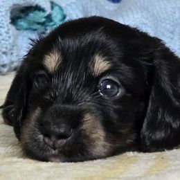 Fury - Black and cream male Dachshund puppy in De Land, Florida from Double Aces Doxies