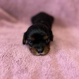 Cavalier King Charles Spaniel Puppies from Adelaide Cottage