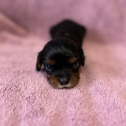 Cavalier King Charles Spaniel Puppies from Adelaide Cottage