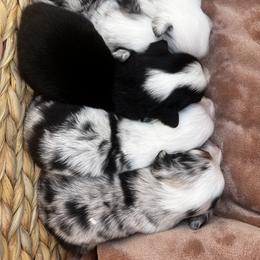 Miniature Australian Shepherd Puppies from Magnolia Aussies