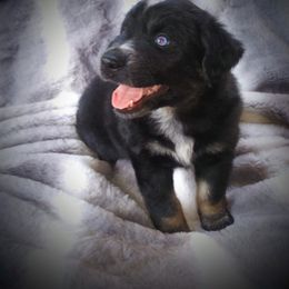 Australian Shepherd Puppies from Vortex Australian Shepherds