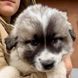 Victoria- red - Badger female Colorado Mountain Dog puppy in Cotopaxi, Colorado from Once Upon A Moose (OUM)