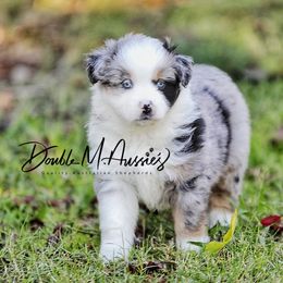 Amber - Blue merle female Australian Shepherd puppy in Olivehurst, California from Double M Aussies