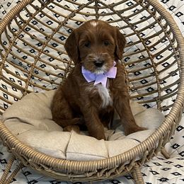Lavender Collar Female - Red  female Goldendoodle puppy in Bradenton, Florida from Suncoast Goldendoodles