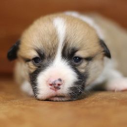 Pembroke Welsh Corgi Puppies from Ayers Acres Corgis