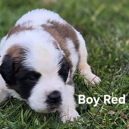 Saint Bernard Puppies from Eagle Mountain Saints