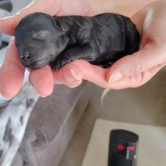 Poodle Puppies from Silver Stars Toy Poodles