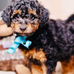Luca - Phantom male Goldendoodle puppy in Forney, Texas from Diamond Doodle Pups and Poodles