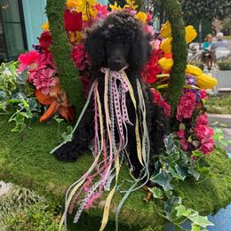 Princess Dixie. - Black female Poodle puppy in Houston, Texas from The Standards