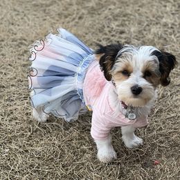 Daisy - Yorkshire Terrier