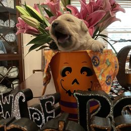 Golden Retriever Puppies from Tupelo Honey Farm's Golden Retrievers