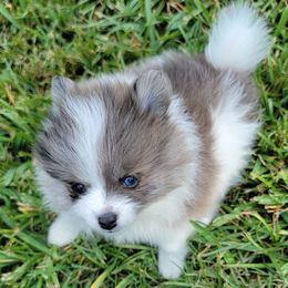 Pomeranian Puppies from Shaw's Sparkle Pom's