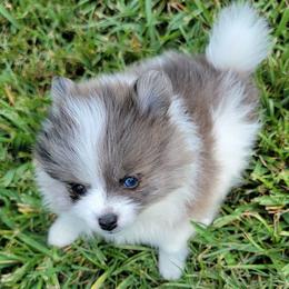 Pomeranian Puppies from Shaw's Sparkle Pom's