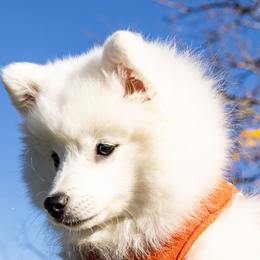 Japanese Spitz Puppies from Colorado Japanese Spitz