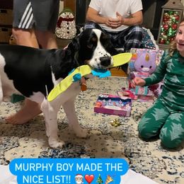 English Springer Spaniel Puppies from South Texas Springers