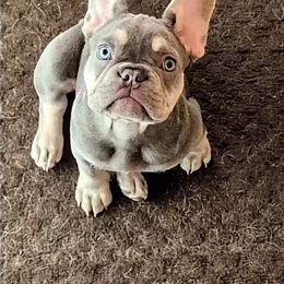 French Bulldog Puppies from Lilac City Frenchies