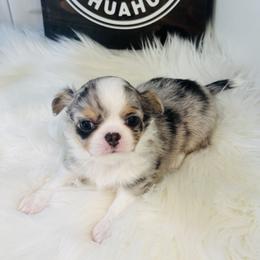 Jasper - Blue merle male Chihuahua puppy in Dayton, Ohio from Petite Pups Chihuahuas