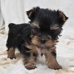 Emmi TEACUP - Blue and gold female Yorkshire Terrier puppy in Monticello, Iowa from Ashley’s Puppies