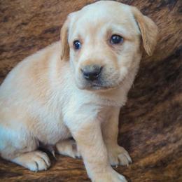 Anthony - Yellow male Labrador Retriever puppy in Wyalusing, Pennsylvania from Cooley’s Labradors Retrievers