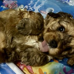 Brindle girl with back white feet - Brown female Cavapoo puppy in Southside, West Virginia from Double Diamond Cavapoos