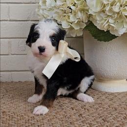 Breeze - Tri-color female Bernedoodle puppy in Russell Springs, Kentucky from 270 Doodles