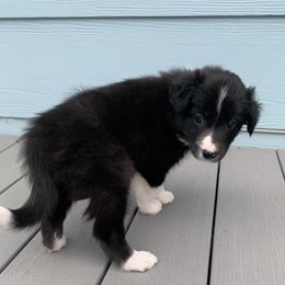 Border Collie Puppies from Best Friend Borders