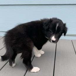 Border Collie Puppies from Best Friend Borders