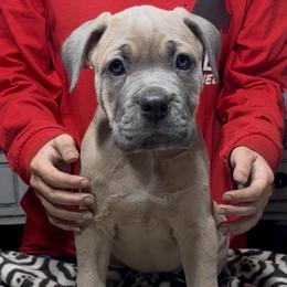 Red collar - Fawn female Cane Corso puppy in Clewiston, Florida from Far From Average Kennels