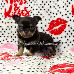 Littlefoot - Black and tan male Chihuahua puppy in Anderson, South Carolina from Lil Treasures Chihuahuas