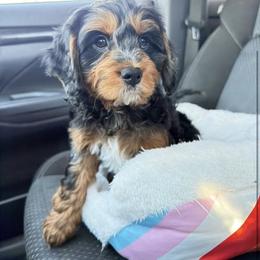 Hopper Trained - Merle male Cavapoo puppy in Wamego, Kansas from Doodles of Oz