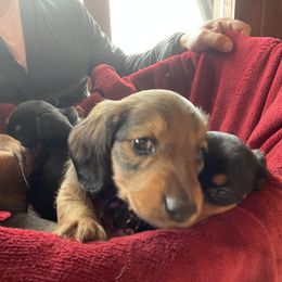 Dachshund Puppies from Cogsworth Cromwell Dachshunds of South West Michigan