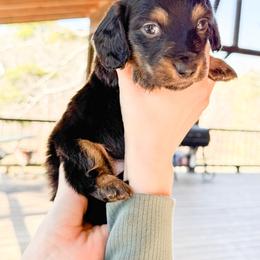Scooby - Black and tan male Dachshund puppy in Eufaula, Alabama from B’s Dachshunds