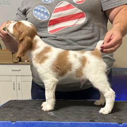 Brittany Puppies from Christmas Acres Brittanys
