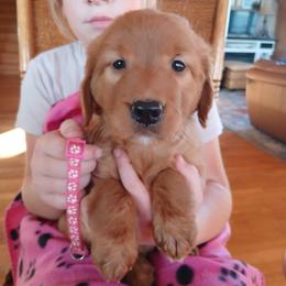 Pink - Dark golden female Golden Retriever puppy in Lanesboro, Minnesota from Eagle Ridge Golden Retrievers