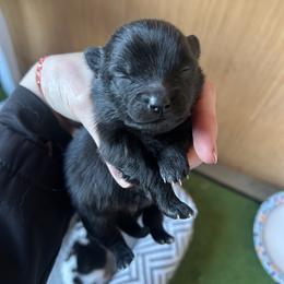 Boy A - Black male Pomeranian puppy in Somerset, Kentucky from Perez Pomeranians