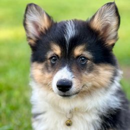 Yellow Collar Daisy - Black and tan female Pembroke Welsh Corgi puppy in Paris, Kentucky from Flat Run Corgis