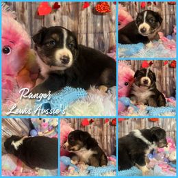 Australian Shepherd and Pembroke Welsh Corgi Puppies from Lewis Aussie’s & Corgi’s