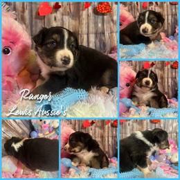 Australian Shepherd and Pembroke Welsh Corgi Puppies from Lewis Aussie’s & Corgi’s