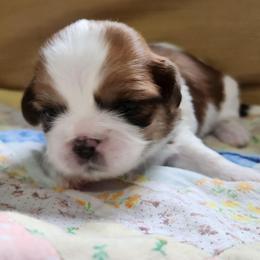 Bluey - Red and white female Shih Tzu puppy in Wolcottville, Indiana from Ducky's Doodles
