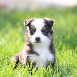 Australian Shepherd, Miniature American Shepherd, Miniature Australian Shepherd, and Toy Australian Shepherd Puppies from Painted Blue Aussies