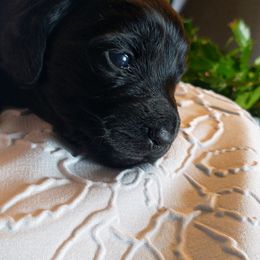 Dachshund Puppies from Weiners on a Hill