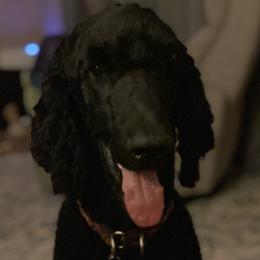 Pluto - Poodle